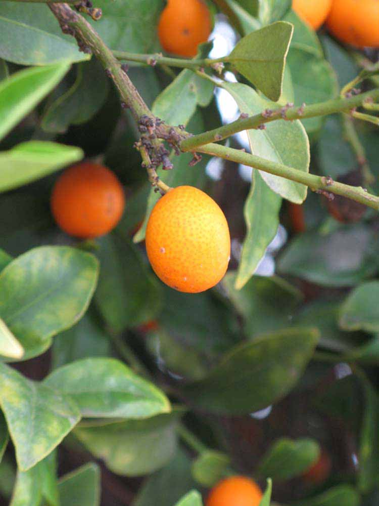            Fruit (Riverside, CA)   